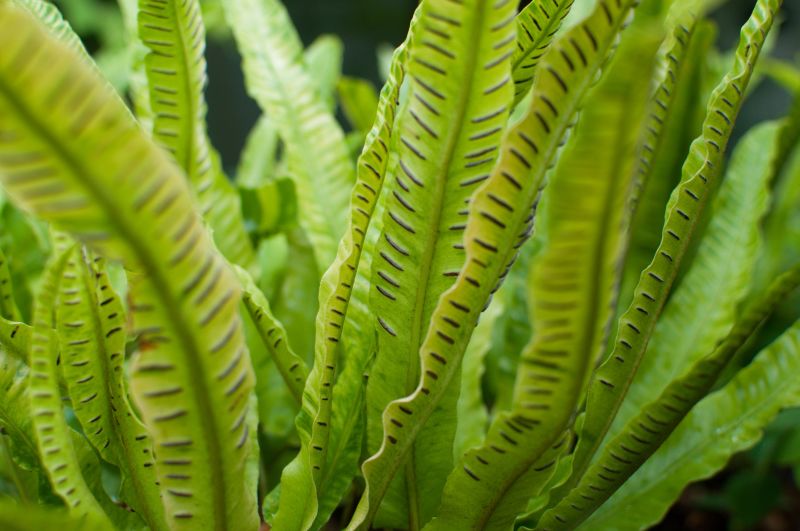 Asplenium (Asplenium).